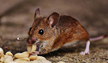 24 Hour & Emergency Exterminators in Orange Springs, FL